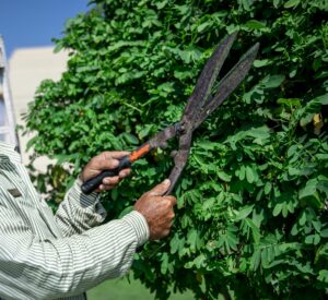 A gardener in the garden trims the leaves of trees with large metal shears.