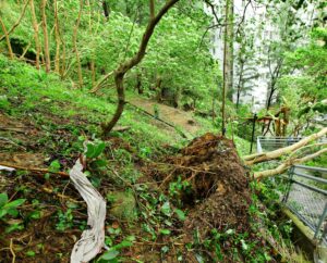 Damage after typhoon