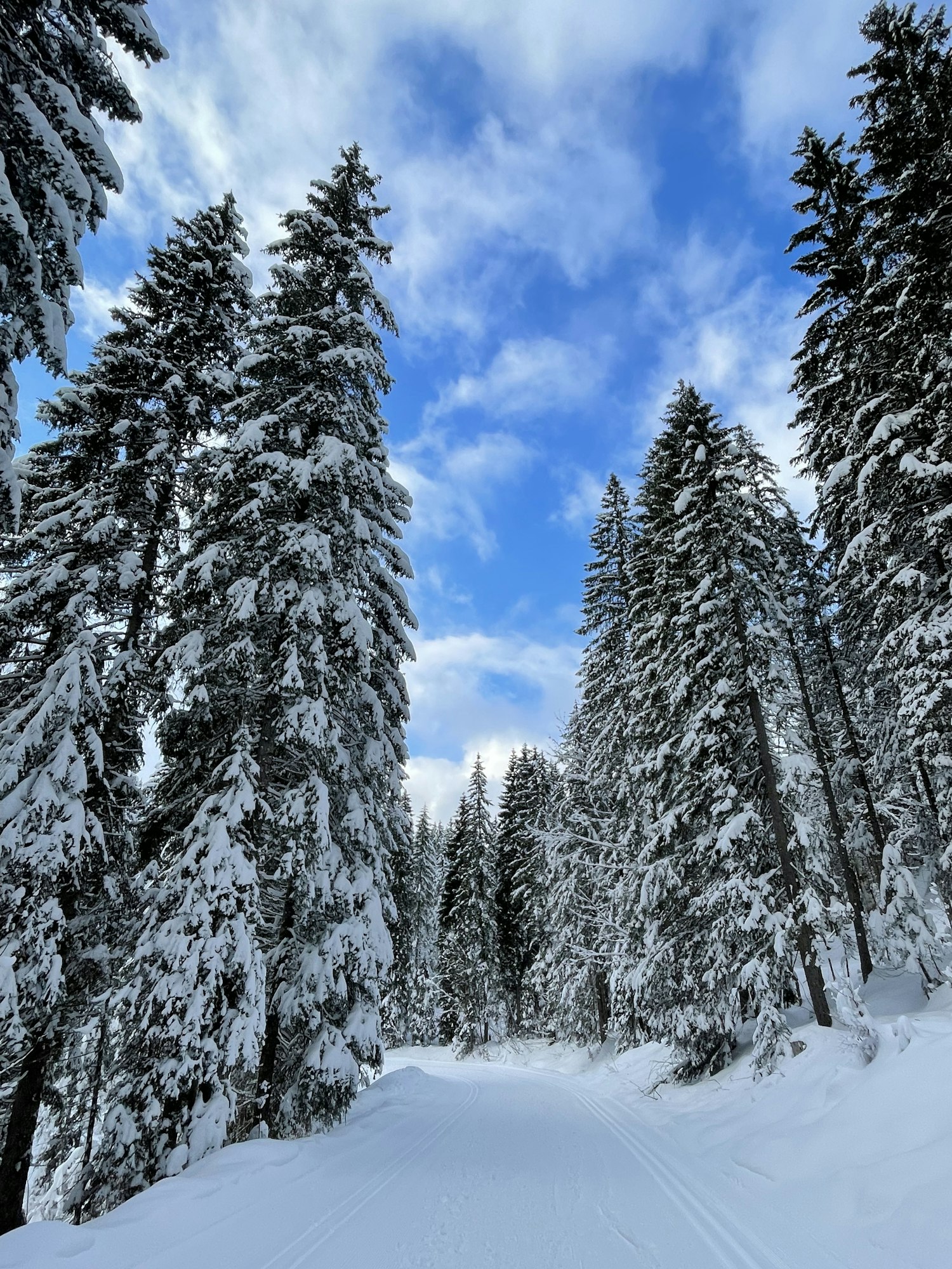 Tall snowy trees with blue skies.