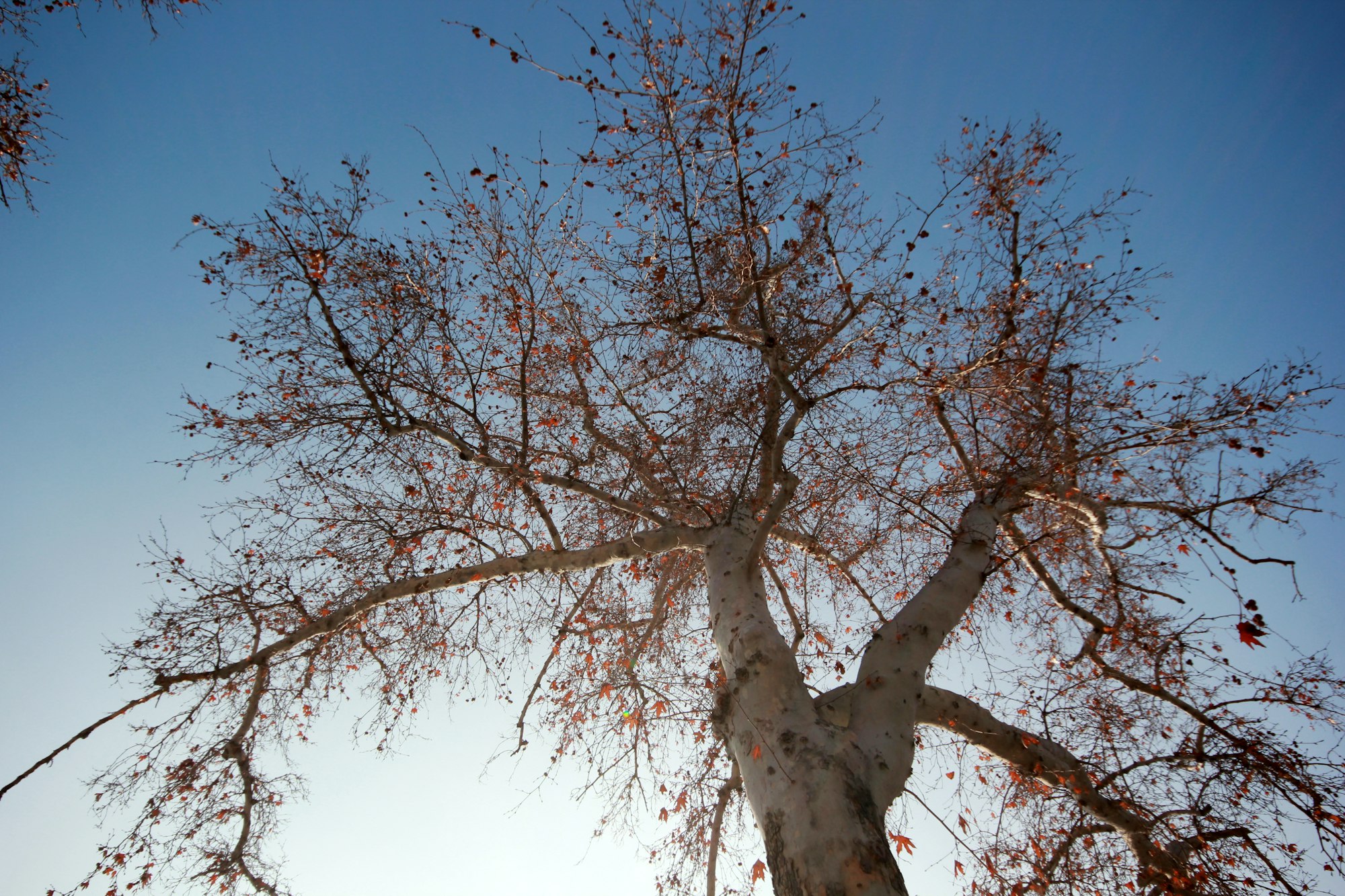 tree towards the sky