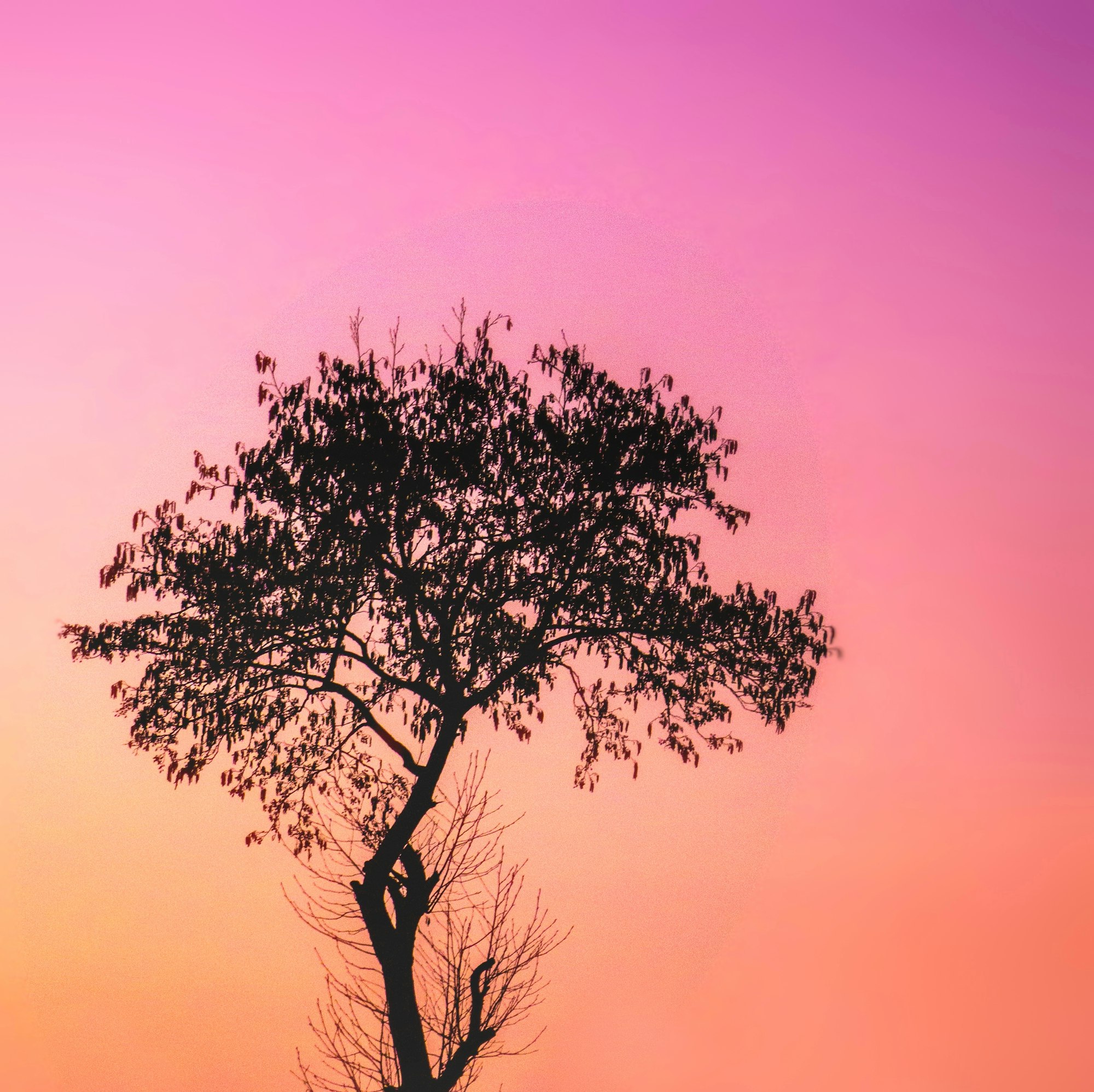 Tree with a beautiful orange pink sky